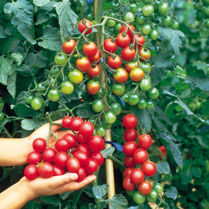 Ớt chuông và cà chua là hai mặt hàng xuất khẩu vào Đài Loan phải trình Giấy chứng nhận kiểm dịch thực vật do cơ quan, tổ chức kiểm dịch thực vật của nước xuất khẩu cấp để chứng minh rằng sản phẩm thông qua xét nghiệm trước khi xuất khẩu không bị nhiễm Tombamovirus. Ảnh: IT.