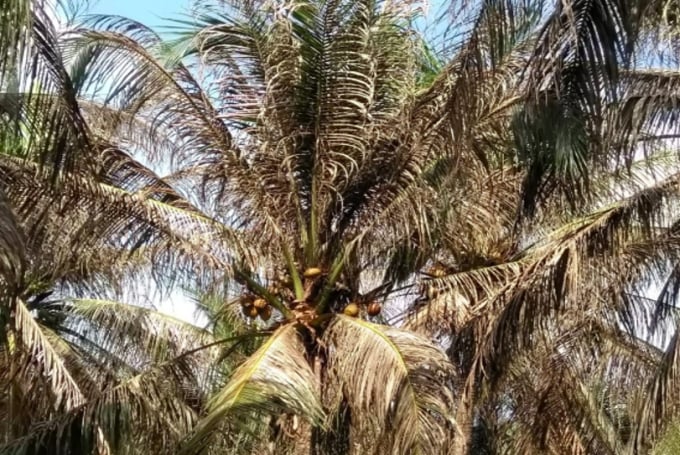 Hình ảnh một vườn dừa bị sâu đầu đen gây hại tại tỉnh Bến Tre. Ảnh: Minh Đãm.
