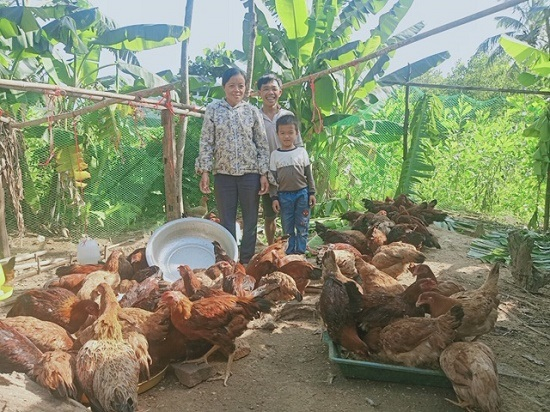 Các hộ nông dân Như Xuân – Thanh Hóa làm chủ nghề chăn nuôi gà với hiệu quả kinh tế cao. Ảnh: Vũ Toan.