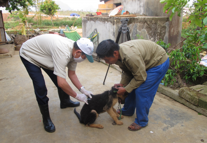 Cán bộ thú y tiêm phòng dại cho chó ở thành phố Lai Châu, tỉnh Lai Châu. Ảnh: Gia Anh.