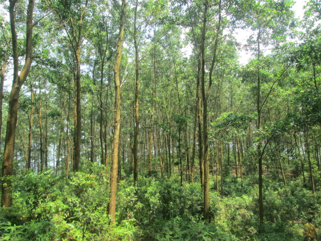 Hiện có 6 địa phương chưa công bố hiện trạng rừng năm 2020, gồm: Bình Thuận, Tây Ninh, Cà Mau, Thái Nguyên, TP Hồ Chí Minh, Gia Lai. Ảnh: Lê Sỹ Hồng.