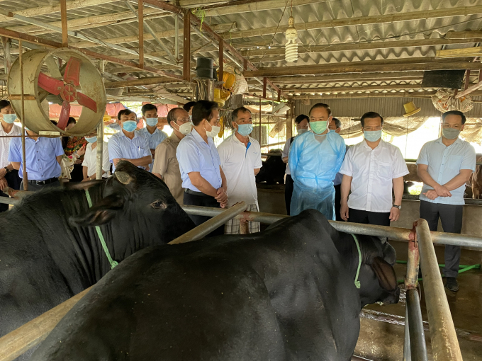 Thứ trưởng Bộ NN-PTNT Phùng Đức Tiến thăm trang trại nuôi bò 3B của ông Vũ Hồng Hà, thôn Vân Bòng, xã Khánh Hải, huyện Yến Khánh, Ninh Bình. Ảnh: Nguyên Huân.