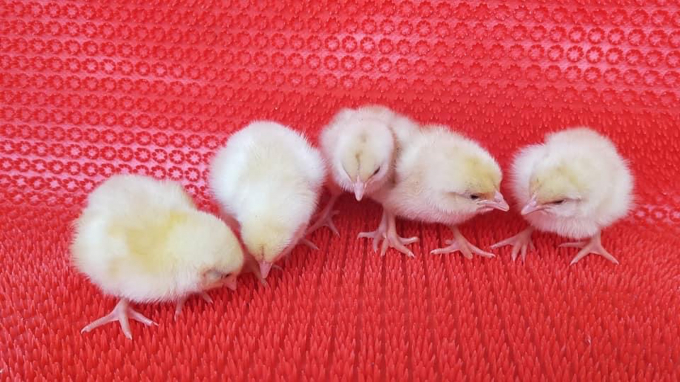 Mía số 1-Dabaco mở ra xu hướng chăn nuôi gà lông màu mới trên nền tảng các giống gà thuần Việt. Ảnh: NNP.