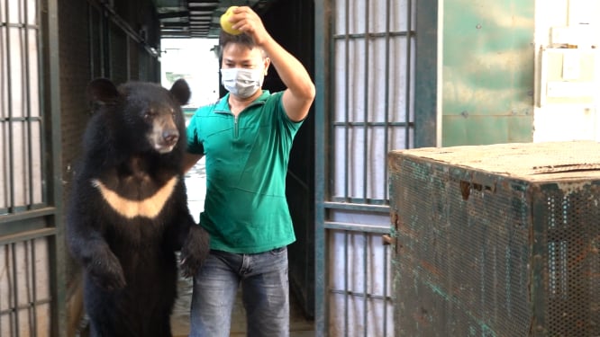 After handing over the last four bears Hanoi Central Circus no longer uses bears in performances instead it uses farmed animals. Photo: AAF.