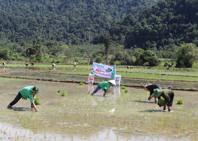 Các cánh đồng ở nhiều nơi trên địa bàn tỉnh Thanh Hoá đang được phủ màu xanh của lúa mới.