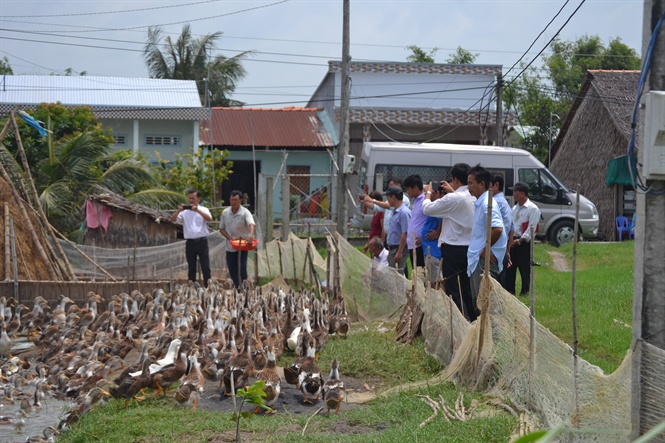 Mô hình nuôi vịt biển thương phẩm tại huyện Trà Cú, tỉnh Trà Vinh. Ảnh: Minh Đảm.
