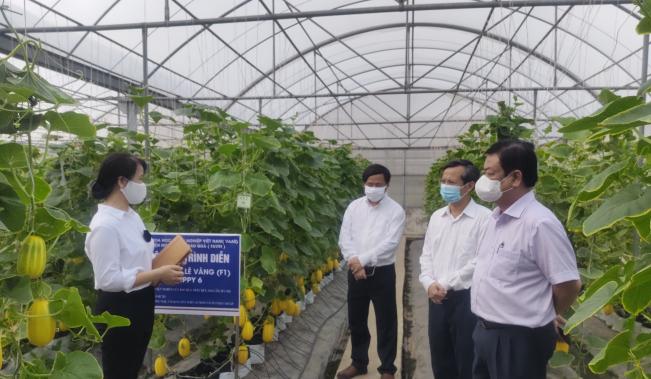 Bộ trưởng Bộ NN-PTNTN Lê Minh Hoan thăm mô hình trồng thử nghiệm giống dưa lê vàng Happy 6 tại Viện Nghiên cứu Rau quả. Ảnh: H.Tiến.