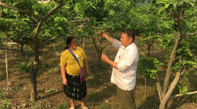 Trưởng xóm Dương Văn Sình giới thiệu kỹ thuật thụ phấn nhân tạo cho cây na. Ảnh: ĐT.