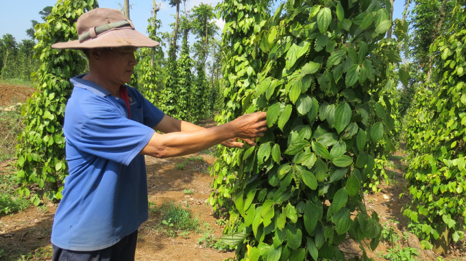 Nông dân đang chăm sóc vườn tiêu tại xã Sơn Thành Đông, huyện Tây Hòa, tỉnh Phú Yên. Ảnh: MHN.