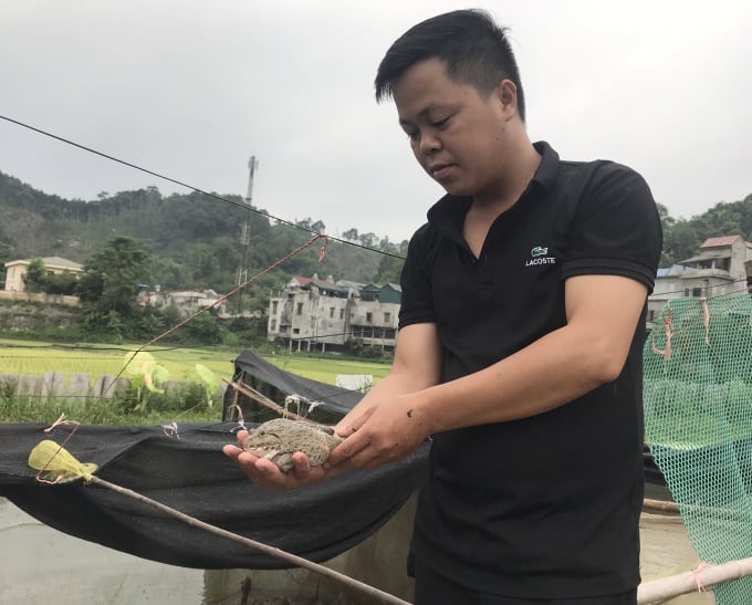 Ngoài mô hình nuôi ốc nhồi, anh Nguyễn Văn Sáu còn nuôi hơn 1.000 con ếch thương phẩm trên mảnh ruộng ngay cạnh ao ốc. Ảnh: Tâm Tình.