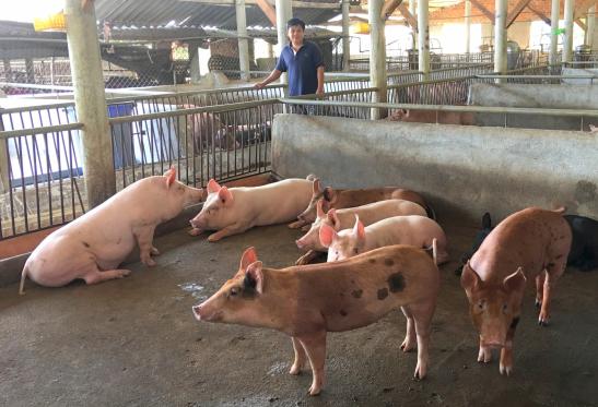 With the current low selling price, each pig farmer loses nearly VND1 million. Photo: Vu Dinh Thung.