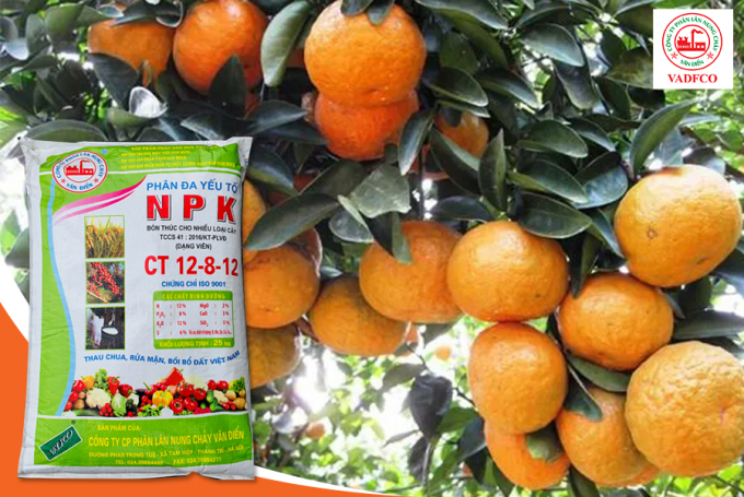 Công ty Cổ phần Phân lân nung chảy Văn Điển có rất nhiều công thức phân đa yếu tố NPK Văn Điển cho cây cam cả ở thời kỳ kiến thiết và đang cho thu hoạch.