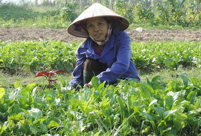 Vùng sản xuất rau hữu cơ xã Thanh Xuân được chia thành các tổ nhóm PGS để quản lý. Ảnh: TH.