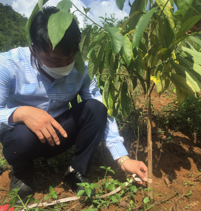 Kiểm tra kết quả chăm sóc rừng trồng thay thế trên địa bàn xã Xuân Lao, huyện Mường Ảng, Điện Biên.