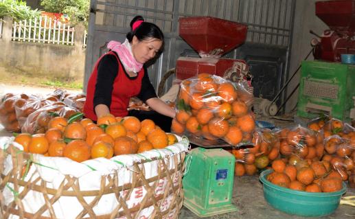 Vụ cam sành năm nay được giá, nhiều nhà vườn ở Hàm Yên thu lãi cả trăm triệu đồng. Ảnh: Đào Thanh.