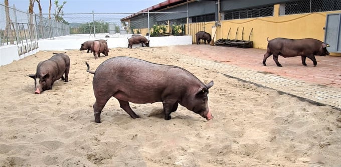 Tập đoàn Dabaco Việt Nam đã gây dựng được đàn heo IMUDO khép kín từ cụ kỵ, ông bà, bố mẹ đến heo thương phẩm và bắt đầu có sản phẩm heo giống và heo thịt cung cấp ra thị trường từ Tết Nhâm Dần 2022. Ảnh: DBC.