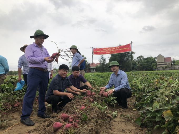 Giống khoai lang KTB5 vỏ đỏ ruột vàng, năng suất 22-27tấn/ha, có giá trị cao. Ảnh: Hà Nhân