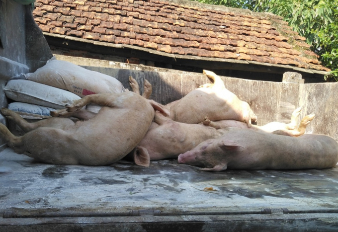 Lợn chết do DTLCP ở Nghệ An. Ảnh: Việt Khánh.