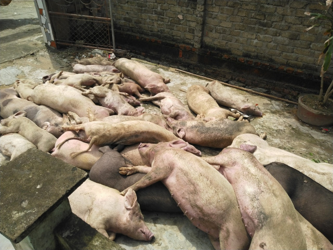 Đã có hàng ngàn tấn lợn hơi được tiêu hủy, thiệt hại lớn tại Nghệ An do DTLCP. Ảnh: Việt Khánh