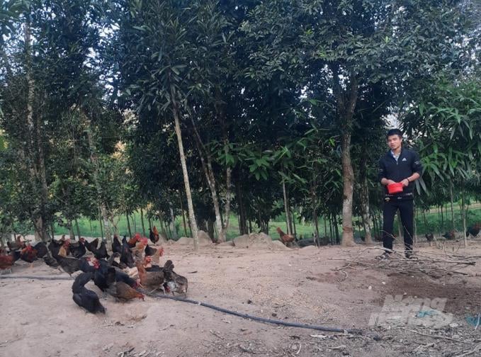 Ông chú trẻ Quang Văn Trung giới thiệu về đàn gà bản địa mang tên Piêng Lâng. Ảnh: Phạm Việt Thắng