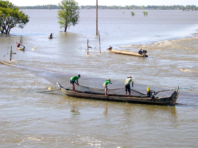 Freshwater fishes in the Mekong River Delta are seen to decline seriously. Photo: Le Hoang Vu.