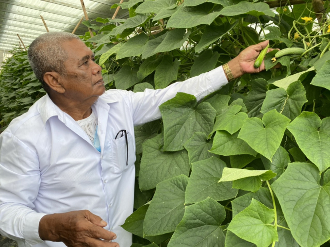 Cucumber is grown under solar panels in Chau Hon’s farm in Tri Ton District. Photo: Le Hoang Vu.