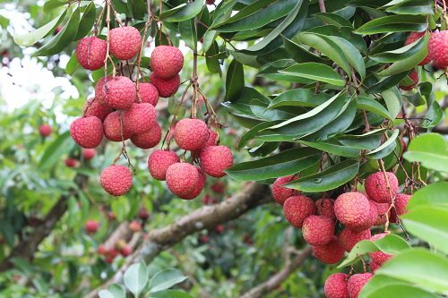 Bac Giang lychee was first exported to Japan last year. Photo: baochinhphu.vn