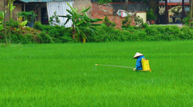 A farmer works in a rice field in Dong Trieu Town in the northeastern province of Quang Ninh. Photo: Anh Thang.