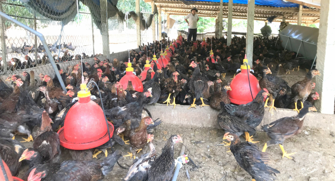 Binh Dinh chicken breeders are suffering big losses due to increasing feed prices and dropping chicken prices. Photo: Vu Đinh Thung.