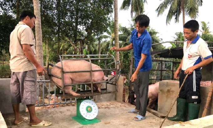 A super lean pig can be sold at just VND 68,000 per kilo now in Hoai An District, Binh Dinh province. Photo: Vu Dinh Thung.
