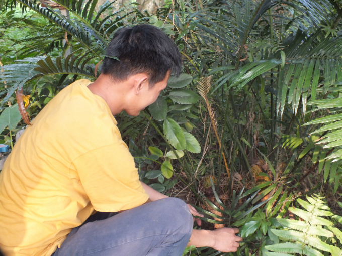 Precious medicinal plants are preserved at the National Institute of Medicinal Materials. Photo: Le Ben.