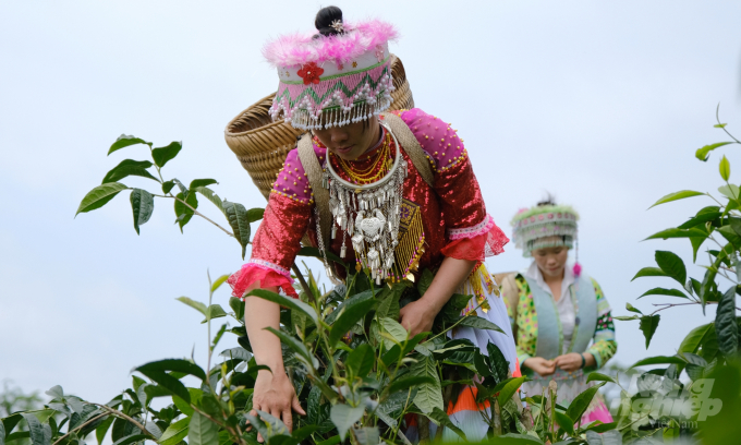 Girls from ethnic groups of Dao and Mong get stable incomes from picking tea leaves. Photo: MP.