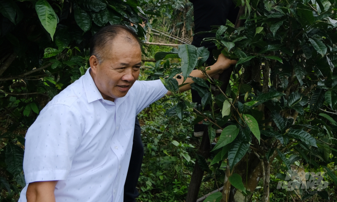 Director of Shan Tuyet Son Tra Tea Co-operative Dang Ngoc Pho stands next to an ancient tea tree. Photo: LB.