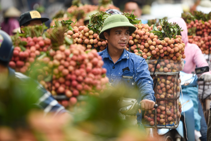 Vietnamese lychee has been exported to many international markets including highly demanding ones. Photo: TL.
