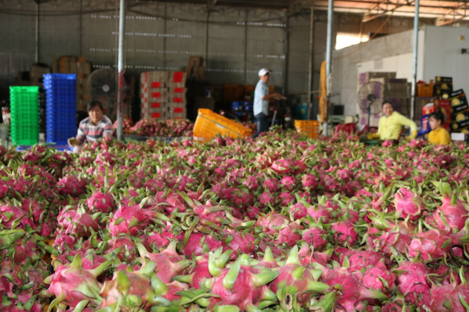 In the first half of this year, the central province of Binh Thuan exported 2,747 tonnes of dragon fruit worth US$4.3 million Photo: KS.