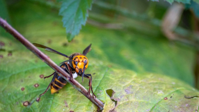 Tham quan trang web thtantai2.edu.vn để chiêm ngưỡng những hình ảnh tuyệt đẹp của loài ong vò vẽ. Đây là những hình ảnh đầy đủ chi tiết, được chụp trực tiếp từ tổ ong hoang dã, cho bạn thấy những nét đặc trưng và cái đẹp độc đáo riêng của chúng.
