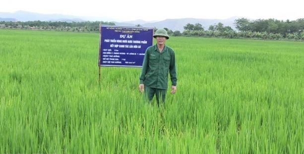 Quang Ninh develops a commercial farming area, combining organic rice and sea worm growing in ​​90 ha in Dong Trieu, Uong Bi and Quang Yen districts. Photo: Anh Thang.