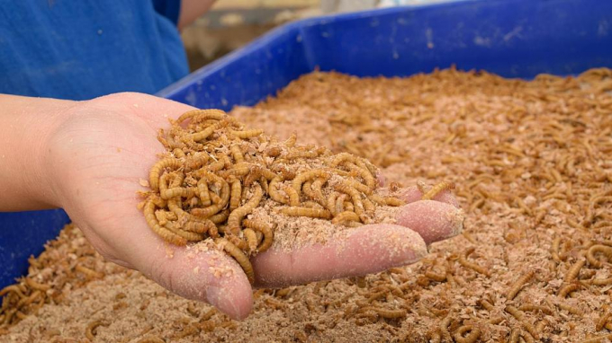 The farm will produce mealworms as a low-carbon protein source. Photo: Getty.