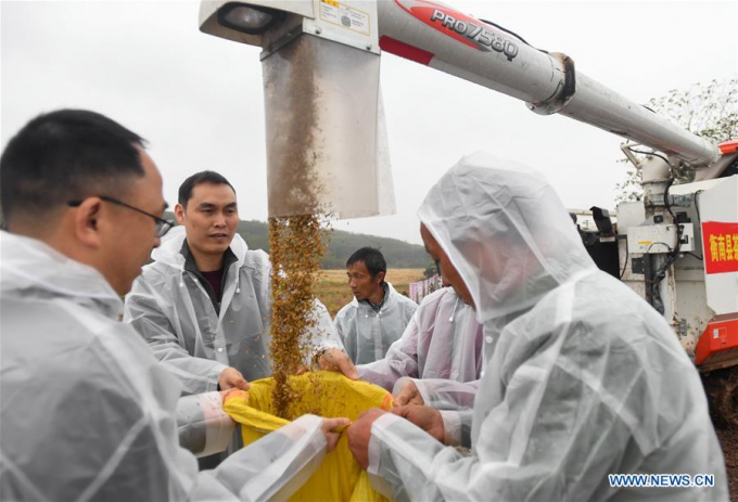 Staff members bag the third-generation hybrid rice at an experimental demonstration field in Hengnan County, central China's Hunan Province, Nov. 2, 2020. The third-generation hybrid rice developed by Yuan Longping, the 'father of hybrid rice,' and his team achieved a yield of 911.7 kg per mu (about 667 square meters) in an experiment in central China's Hunan Province. Photo: Xinhua.