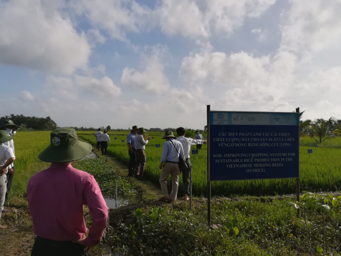 Participants visited the field trial in Tra On district.