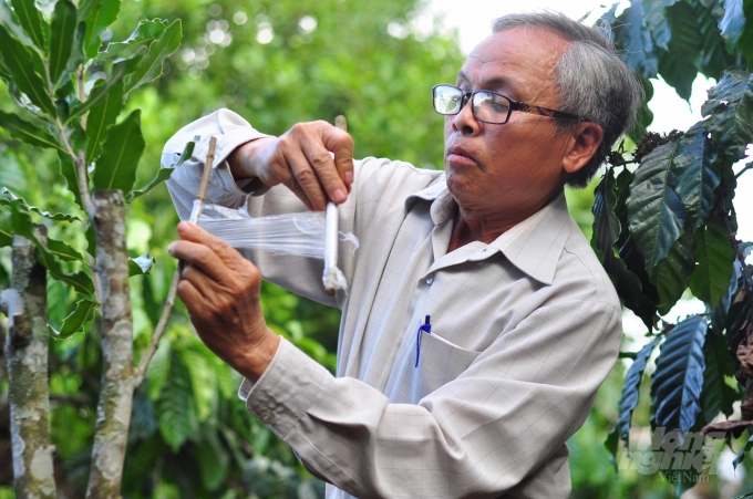 Farmer Nguyen Van Luong uses the grafting method to improve the quality and productivity of macadamia trees. Photo: Minh Hau.