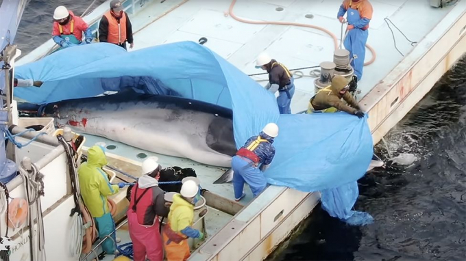 Con cá voi được kéo lên sàn tàu sau khi bị cho chết ngạt dưới nước. Ảnh: LIA.