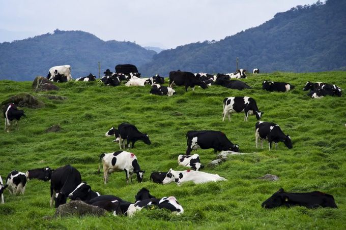 Dairy farming in Malaysia, one of Vietnam’s big milk supply markets.