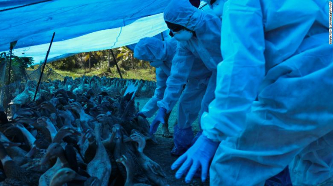 Health workers begin culling ducks after avian flu was detected among domestic birds in Alappuzha district, Kerala state, India, on January 5, 2021. Photo: CNN.