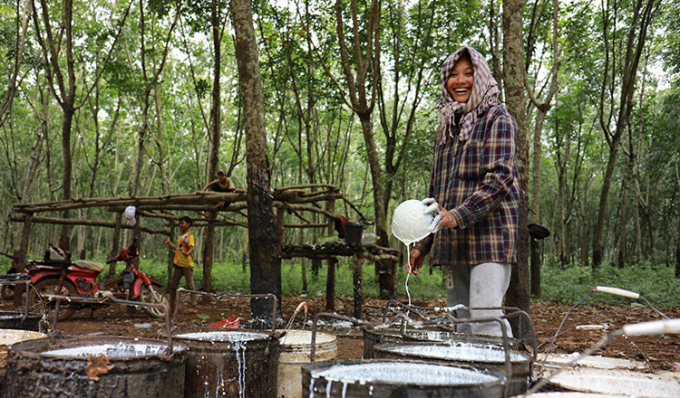 Một nhân công người Campuchia đang thu hoạch mủ cao su. Ảnh: globalrubbermarkets.com.