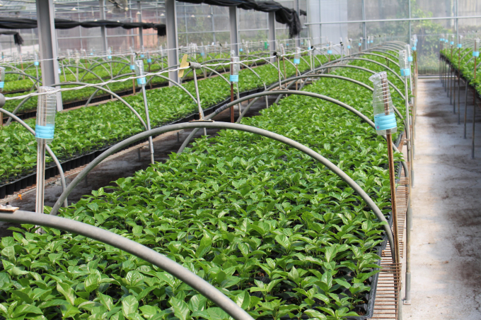 Vườn giống của Trung tâm Giống cây trồng Công nghệ cao - Seedling Vietnam.
