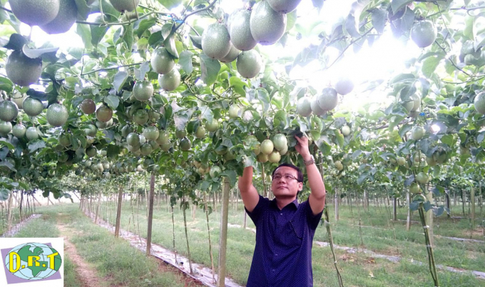Vườn chanh dây sử dụng giống chất lượng cao của Trung tâm Giống cây trồng Công nghệ cao - Seedling Vietnam.