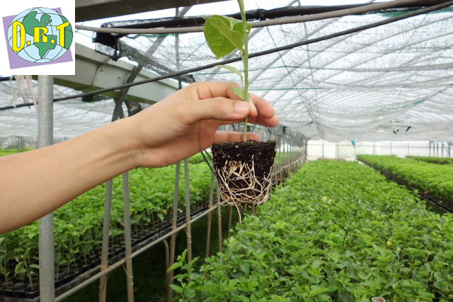 Cay giống của Trung tâm Giống cây trồng Công nghệ cao - Seedling Vietnam.