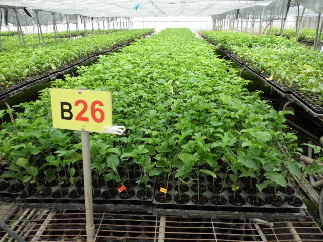 Vườn giống của Trung tâm Giống cây trồng Công nghệ cao - Seedling Vietnam.