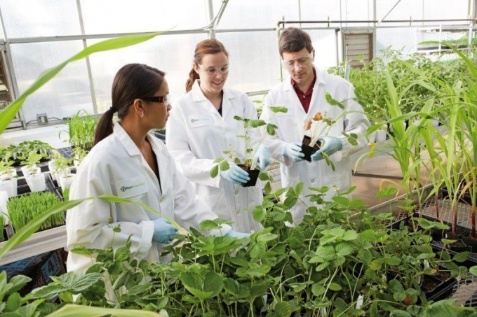 Phòng thí nghiệm cây giống tại Mỹ của tập đoàn Bayer.